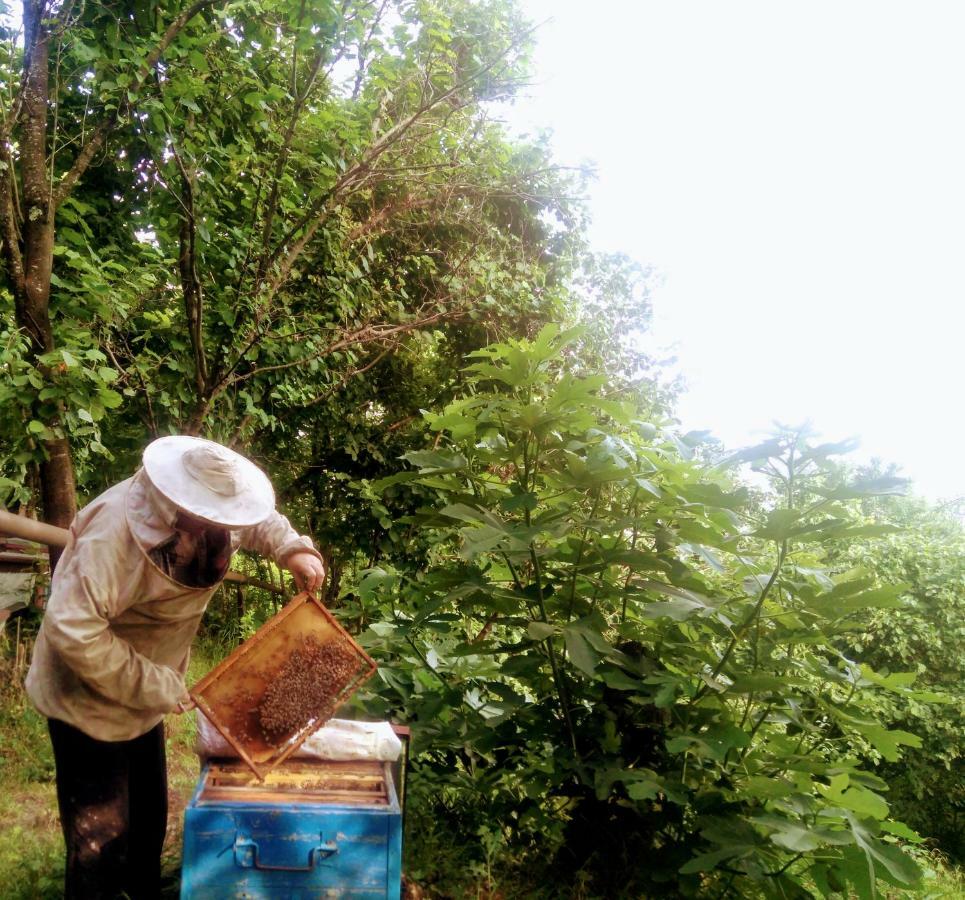 شقة Beehives كوتايسي المظهر الخارجي الصورة