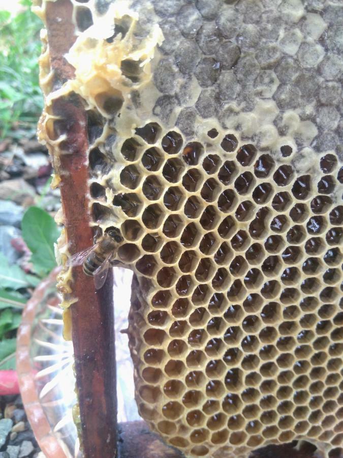 شقة Beehives كوتايسي المظهر الخارجي الصورة