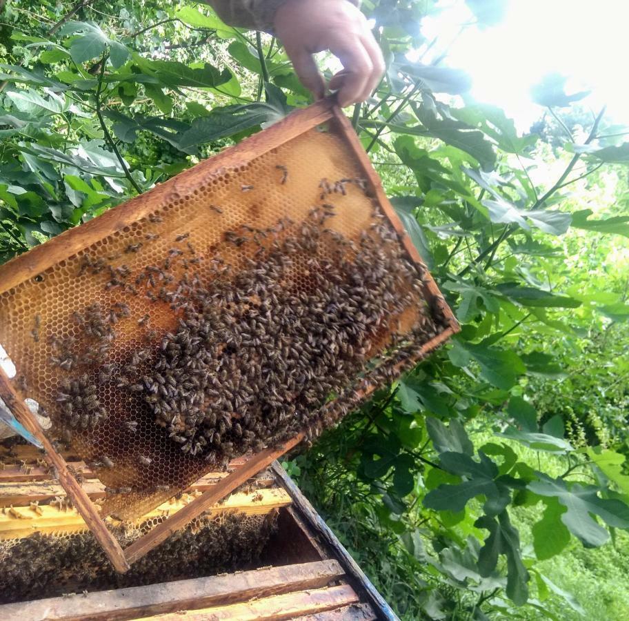 شقة Beehives كوتايسي المظهر الخارجي الصورة